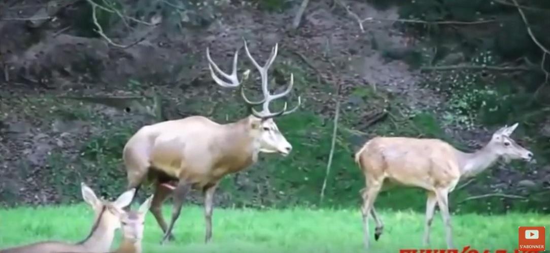 bucks