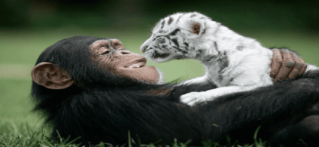 singe