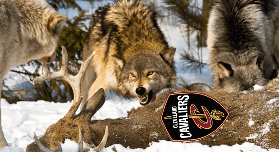 Wolves - pari