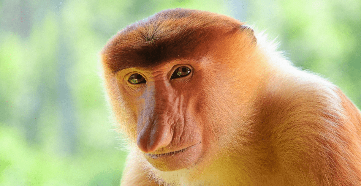 singe
