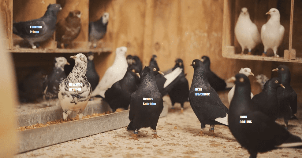 Hawks