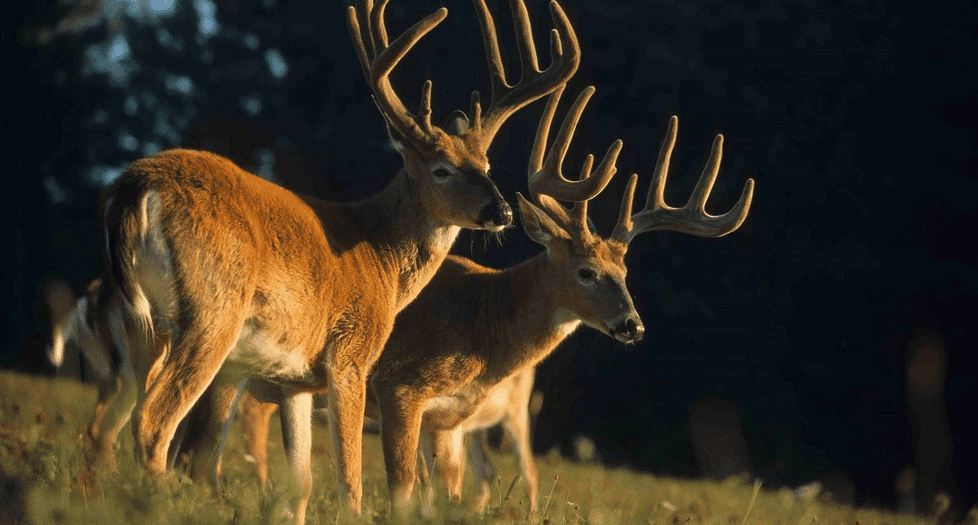 Bucks