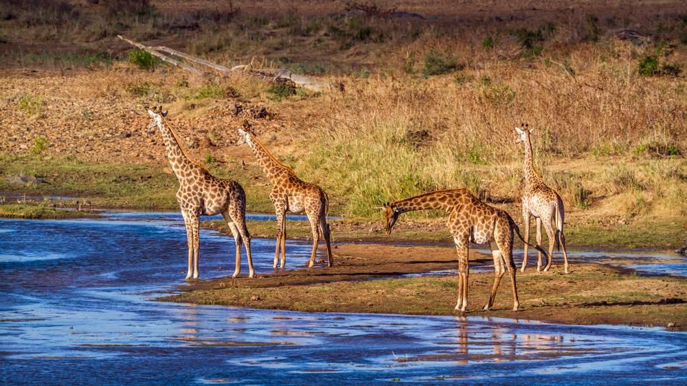 girafes
