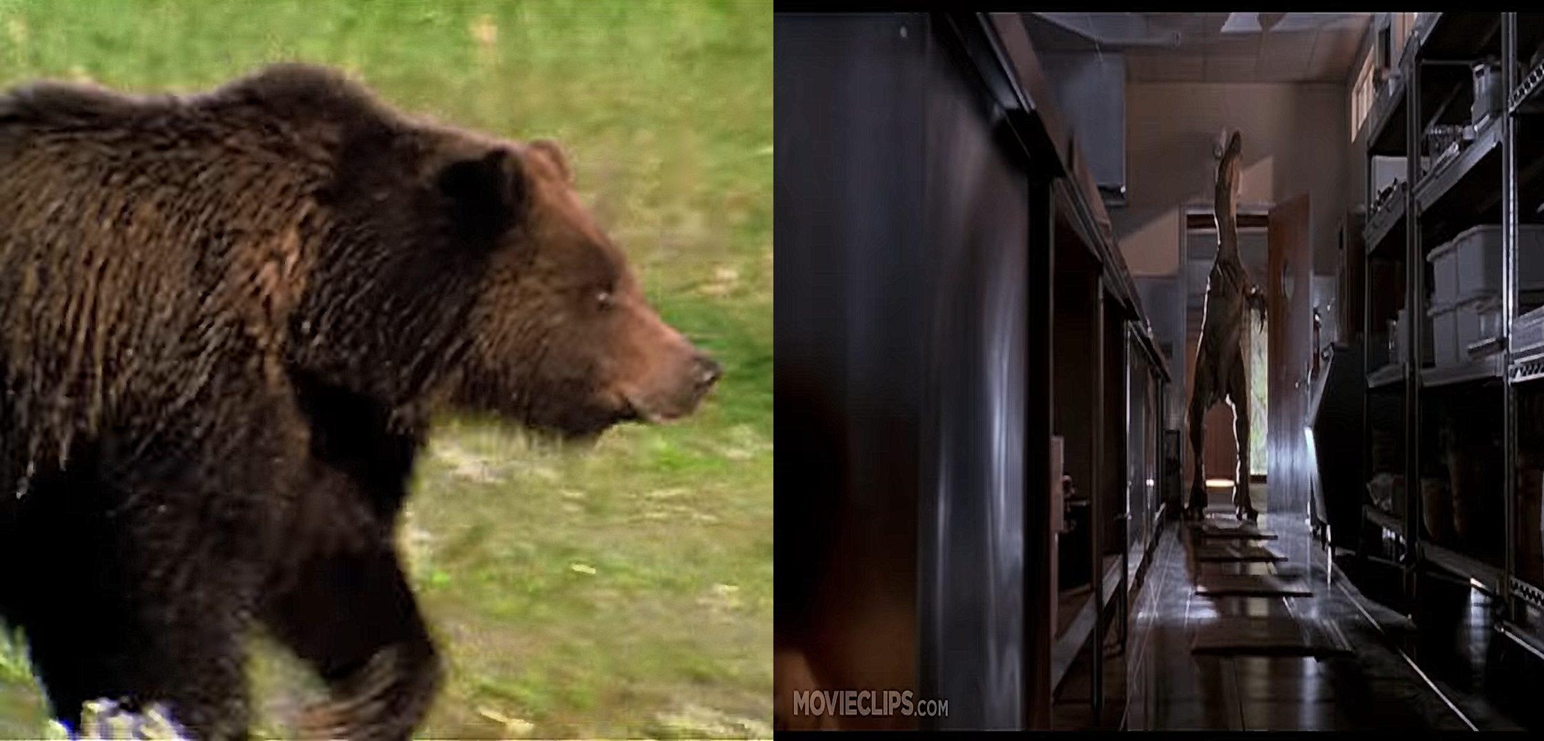 Grizzli / Raptor