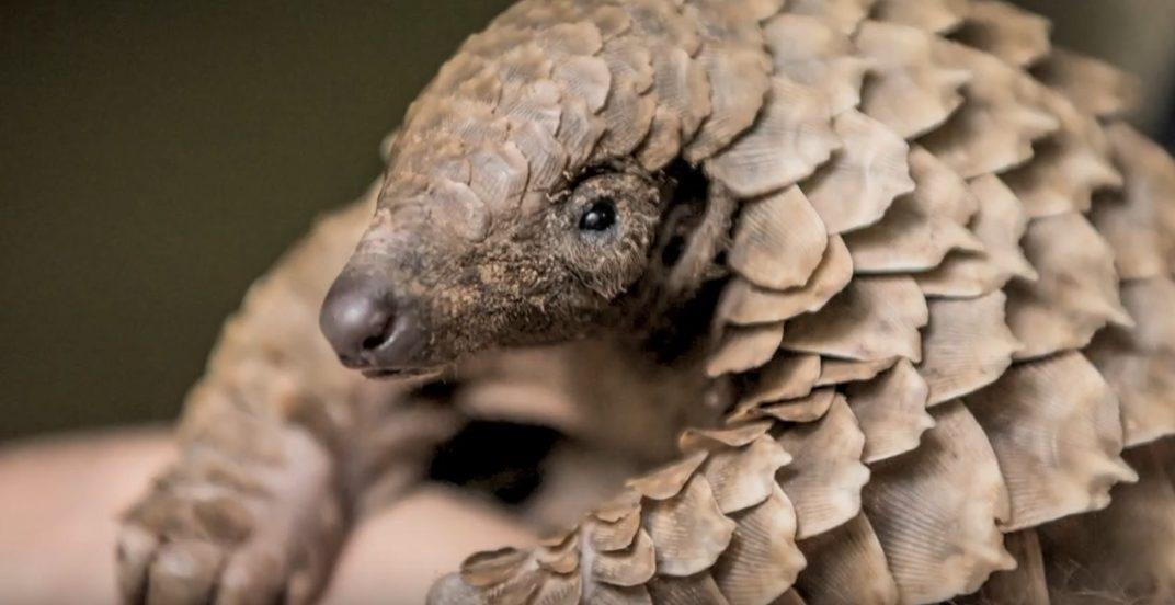 pangolin 21 juillet 2020
