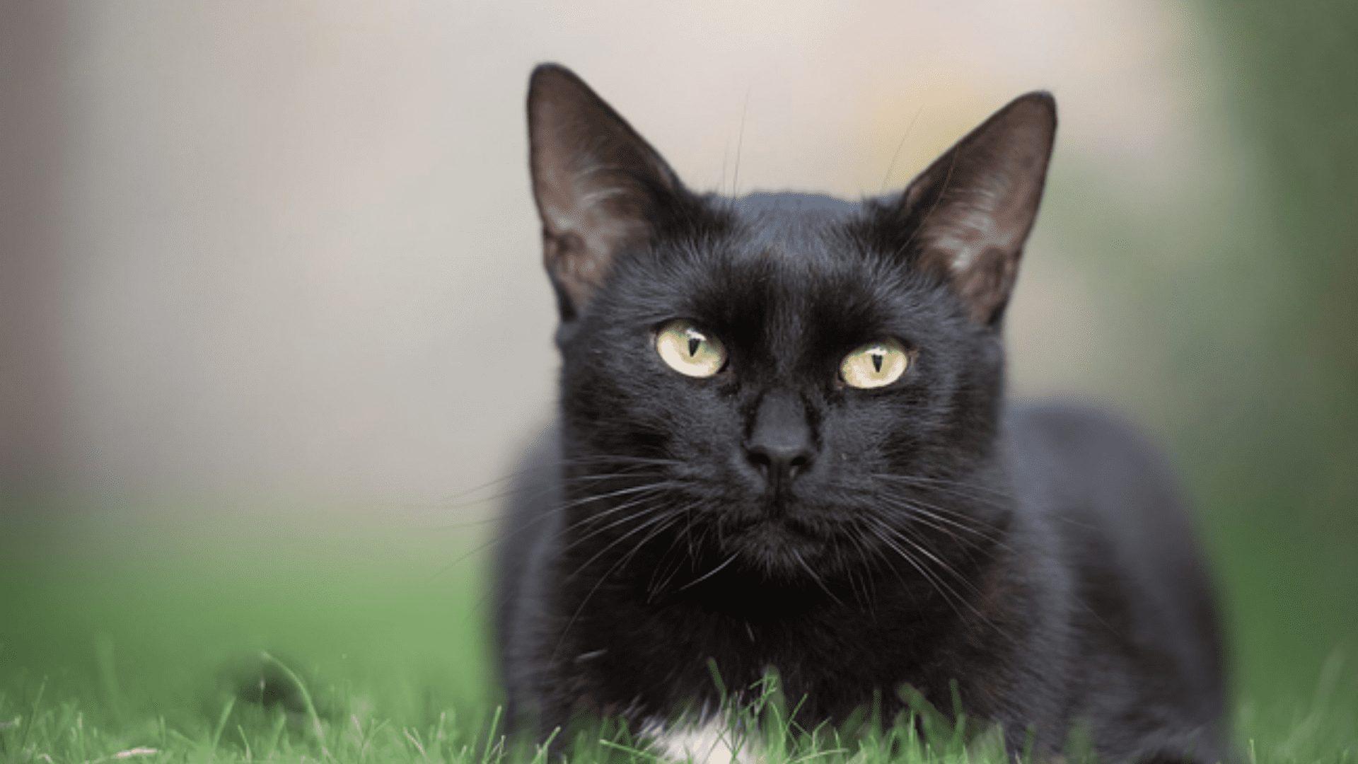 Chat noir